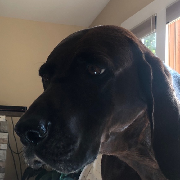 Meet your Posher, Chris - Picture 1 of 1